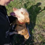 Podenco Maneto Bruno, 01/2019, ca. 35 cm