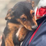 Mischling Bungo, 10/2025, Endgröße ca. 40- 45 cm