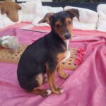 Mischling Bungo, 10/2025, Endgröße ca. 40- 45 cm