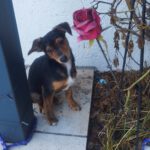 Mischling Bungo, 10/2025, Endgröße ca. 40- 45 cm