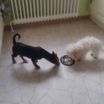 Mischling Bungo, 10/2025, Endgröße ca. 40- 45 cm