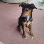 Mischling Bungo, 10/2025, Endgröße ca. 40- 45 cm