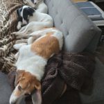 Mischling Burrito, 01/2021, ca. 50 cm, 89343 Jettingen Scheppach