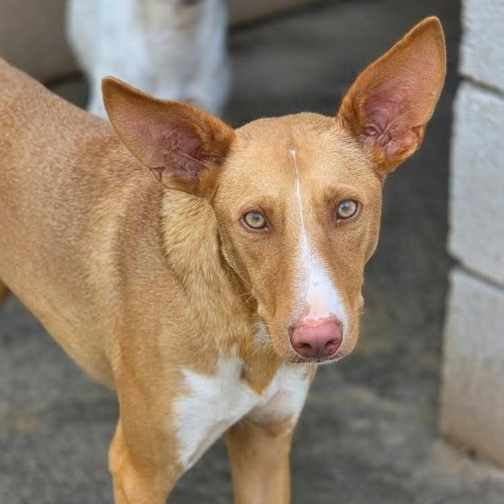 Podenco Caiman, 01/2024, ca. 45 cm