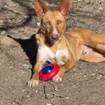 Podenco Caiman, 01/2024, ca. 45 cm