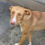 Podenco Caiman, 01/2024, ca. 45 cm