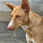 Podenco Caiman, 01/2024, ca. 45 cm