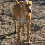 Podenco Caiman, 01/2024, ca. 45 cm