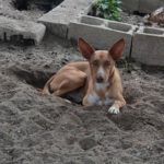 Podenco Caiman, 01/2024, ca. 45 cm