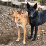 Podenco Caiman, 01/2024, ca. 45 cm