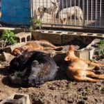 Podenco Caiman, 01/2024, ca. 45 cm