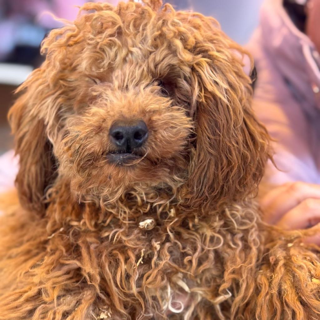 Pudel Callie, 10/2025, Endgröße ca. 30 cm