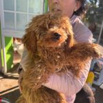 Pudel Callie, 10/2025, Endgröße ca. 30 cm