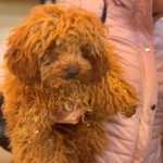 Pudel Callie, 10/2025, Endgröße ca. 30 cm