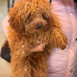 Pudel Callie, 10/2025, Endgröße ca. 30 cm