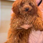 Pudel Callie, 10/2025, Endgröße ca. 30 cm