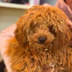 Pudel Callie, 10/2025, Endgröße ca. 30 cm