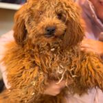 Pudel Callie, 10/2025, Endgröße ca. 30 cm