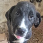 Mischling Camillo, 10/2025, Endgröße ca. 60 cm