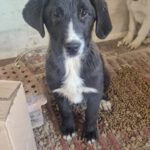 Mischling Camillo, 10/2025, Endgröße ca. 60 cm