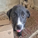 Mischling Camillo, 10/2025, Endgröße ca. 60 cm