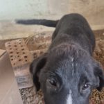 Mischling Camillo, 10/2025, Endgröße ca. 60 cm