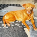 Podenco Canela, 02/2015, ca. 40 cm, 24558 Henstedt Ulzburg