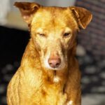 Podenco Canela, 02/2015, ca. 40 cm, 24558 Henstedt Ulzburg