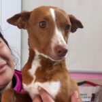 Podenco Careta, 07/2024, ca. 40 cm