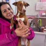 Podenco Careta, 07/2024, ca. 40 cm