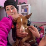 Podenco Careta, 07/2024, ca. 40 cm