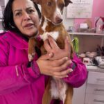 Podenco Careta, 07/2024, ca. 40 cm