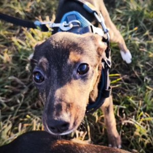 Mischling Carine, 10/2025, Endgröße ca. 40 cm, 74354 Besigheim