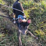 Mischling Carine, 10/2025, Endgröße ca. 40 cm, 74354 Besigheim