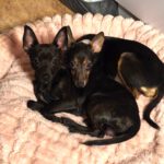 Mischling Carine, 10/2025, Endgröße ca. 40 cm, 74354 Besigheim