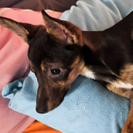 Mischling Carine, 10/2025, Endgröße ca. 40 cm, 74354 Besigheim