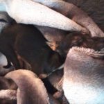 Mischling Carine, 10/2025, Endgröße ca. 40 cm, 74354 Besigheim