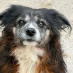 Mischling Chiquitito, 02/2017, ca. 40 cm