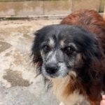 Mischling Chiquitito, 02/2017, ca. 40 cm