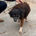 Mischling Chiquitito, 02/2017, ca. 40 cm