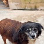 Mischling Chiquitito, 02/2017, ca. 40 cm