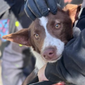 Podenco Christine, 02/2025, ca. 45 cm