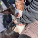 Podenco Christine, 02/2025, ca. 45 cm