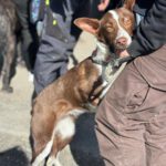 Podenco Christine, 02/2025, ca. 45 cm