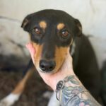 Bodeguero Mischling Chubby, 09/2024, ca. 55 cm