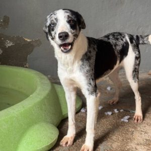 Mischling Cindy, 12/2024, ca. 50 cm