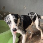 Mischling Cindy, 12/2024, ca. 50 cm