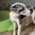 Mischling Cindy, 12/2024, ca. 50 cm