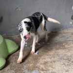 Mischling Cindy, 12/2024, ca. 50 cm