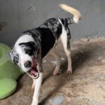 Mischling Cindy, 12/2024, ca. 50 cm